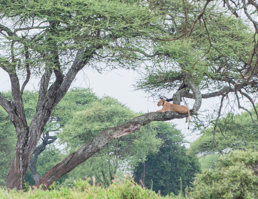 Photo of a cheetah resting on a tree