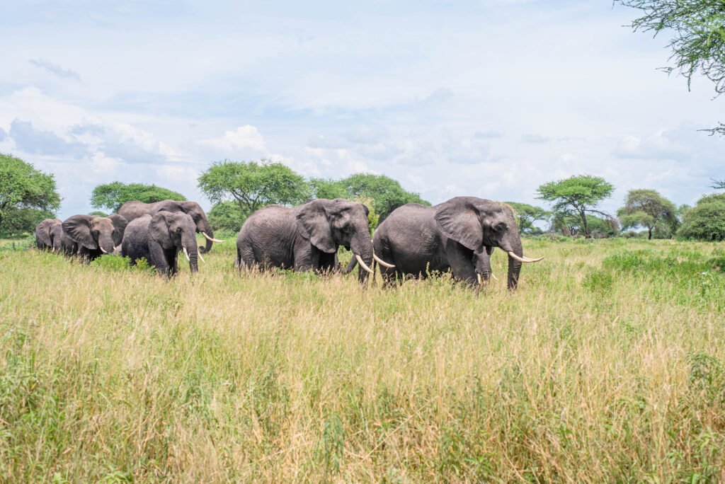 Photo of a herd of elephants