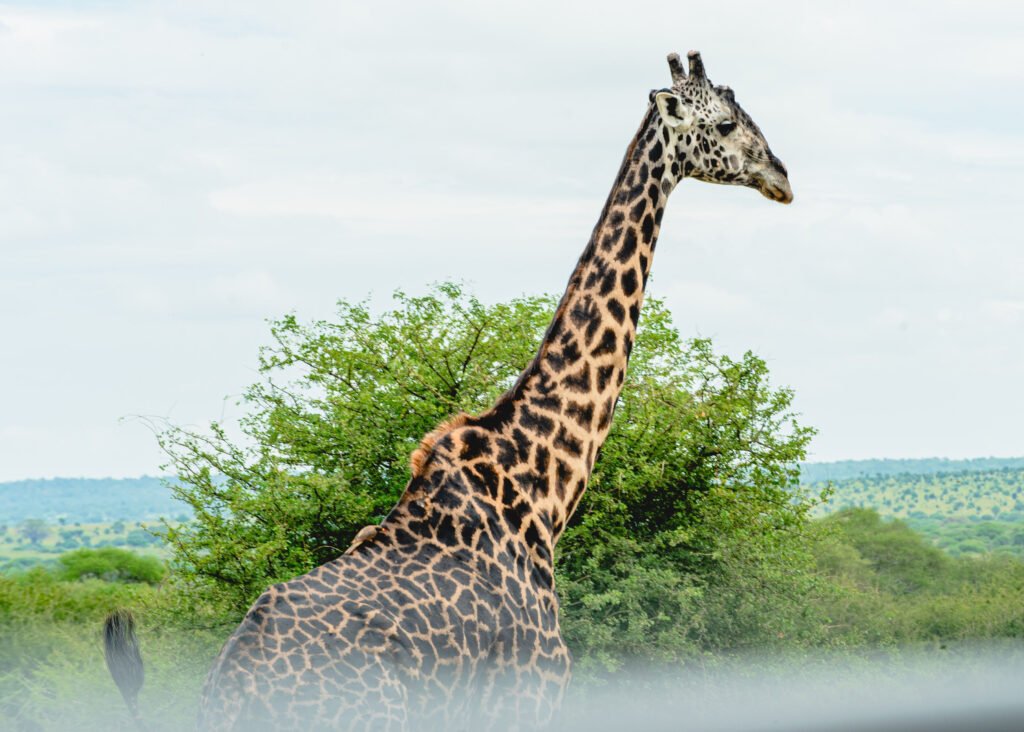 Photo of a giraffe